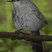 Gray Catbird